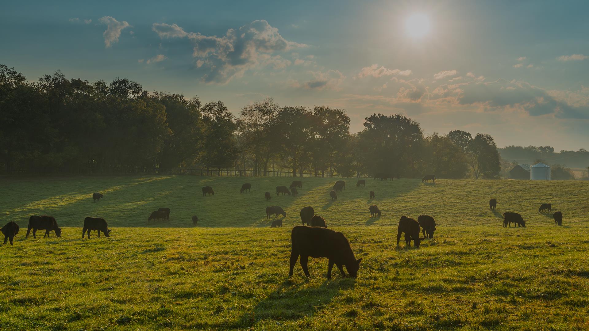 ETLİCE GIDA VE ET ÜRÜNLERİ